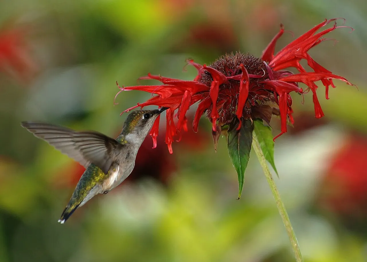 How to attract birds: a Ruby-throated Hummingbird hovers to feed at a red bee balm flower